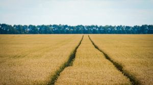 Україна зустрічає екватор жнив ранніх зернових
