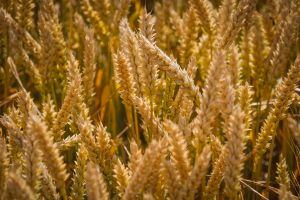 Господарства Полтавщини на третину виконали план по збиранню ранніх зернових 