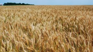 Урожайність зернових на Буковині подекуди сягнула відмітки у 10 т/га