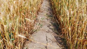 Через посуху агрономи Хмельниччині не доберуть урожай зерна 