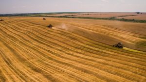 Площі під зерновими на Рівненщині найбільші за останні 5 років 