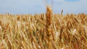 ТОП-5 областей з найвищим показником урожайності зернових станом на 1 серпня 2017 року