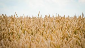 На Чернігівщині зібрано третину ранніх зернових
