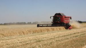 У Білорусі залишилось лише 2 тижні, щоб завершити жнива ранніх зернових