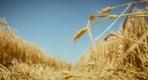 Найвища врожайність ранніх зернових спостерігаються у Лісостепу та на Поліссі