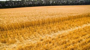 У Сумській області намолочено перший мільйон тонн ранніх зернових