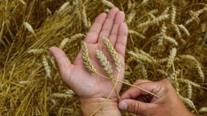 Україна завершує жнива, ранні зернові зібрано з 95% площ