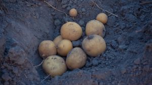 Для збереження генетичної цінності, сорти картоплі потрібно постійно оздоровлювати