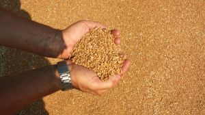 USDA підвищило прогноз врожаю зернових в Україні в 2017 році майже на 4 млн тонн