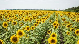 Агрокліматичні умови спричинять зниження врожайності соняшнику