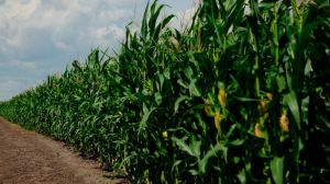 Масове поширення шкідників та хвороб перешкоджає дозріванню посівів кукурудзи