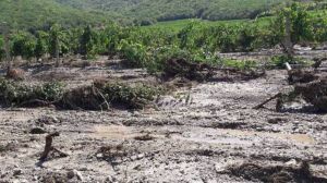 Селевим потоком у Криму знищено понад 80 га виноградників