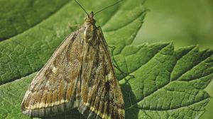 У Сумській та Полтавській областях почався масовий літ лучного метелика