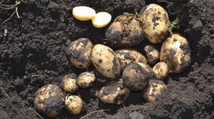 У Білорусі очікують на високий урожай картоплі