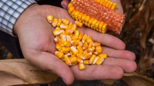 Агрономи Луганщини скаржаться на низьку урожайність кукурудзи