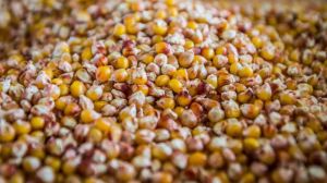 95% насіння кукурудзи KWS для вітчизняних аграріїв вироблено в Україні
