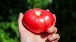 Вчені дослідили ген, який здатен впливати на збільшення розміру плодів томату