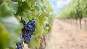 Лідером у вирощуванні винограду визнано садівників Одеської області