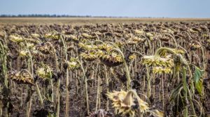 Аграрії Полтавщини скаржаться на найнижчу за останні 40 років урожайність пізніх культур