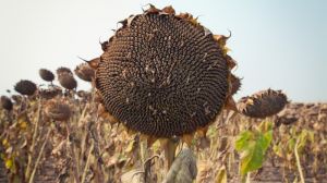 Спекотна погода на Запоріжжі може негативно позначитись на урожаї наступного року