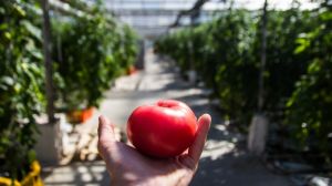 Овочівник з Прикарпаття​ понад 40 років поспіль займається вирощуванням органічних томатів