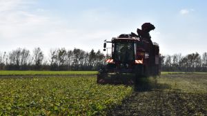 Господарства Житомирщини повідомляють про перші показники урожайності цукрових буряків