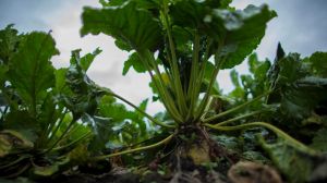 На Рівненщині збирають урожай органічних цукрових буряків
