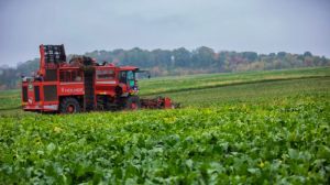 Агрономи Вінницької області розповіли про перші результати збирання урожаю цукрових буряків