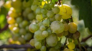 Показник рентабельності вирощування винограду в Україні сягає 75%