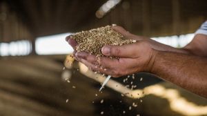 Запаси зерна в Україні скоротились на 8,6%