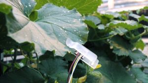 Відтепер вологозабезпечення рослин можна контролювати за допомогою спеціальних сенсорів