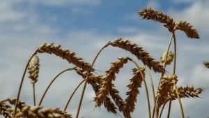 У Китаї збільшиться виробництво сої, а в Канаді зменшилось виробництво пшениці