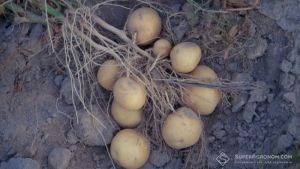 Solynta представила стійкі до фітофторозу не генномодифіковані сорти картоплі