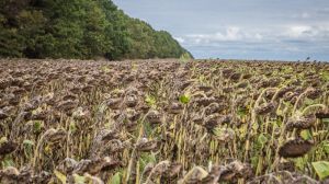 Фомоз загрожує посівам соняшнику на Кіровоградщині, хворобою уражено до 80% посівів культури 