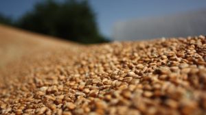 Аграрії розчаровані якістю зерна пшениці урожаю 2017