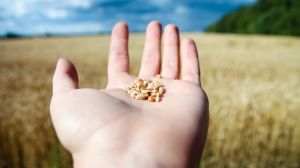 За прогнозами валовий збір зернових може сягнути 80 млн тонн