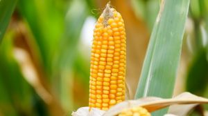 Monsanto представила нові продукти та рішення для аграріїв