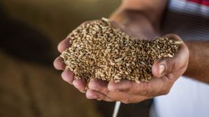 Для проведення посівної озимих зернових господарствами Луганщини підготовано 86% насіння