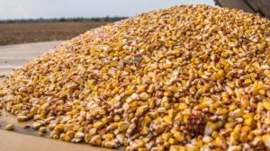Аграріями країни намолочено 386 тис. тонн зерна кукурудзи