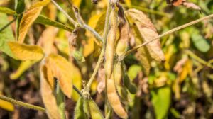 Держпродспоживслужба повідомляє про поширення хвороб та шкідників у посівах соняшнику та сої 