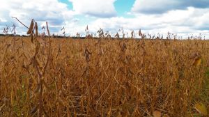 На Чернігівщині тривають жнива пізніх культур, озимими зерновими засіяно третину прогнозованих площ