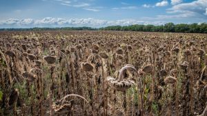 Урожайність соняшнику на Черкащині не відстає від минулорічних показників