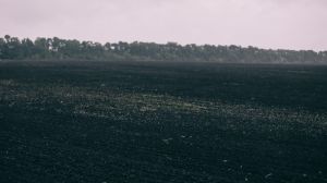 Озимими зерновими на Житомирщині засіяно понад третину від запланованих площ 