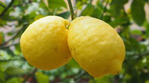 З одного дерева садівник збирає до 14 кг урожаю лимонів