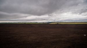 Білорусь скорочує посівні площі під озимими зерновими