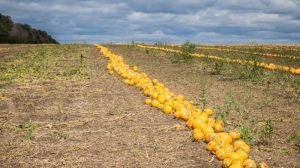 Господарство на Кіровоградщині займається вирощуванням голонасінних гарбузів