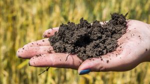 Молдовські вчені навчились очищувати засмічені пестицидами ґрунти за допомогою спеціального нанопорошку 