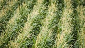 Фахівці Monsanto не рекомендують збільшувати норму висіву кукурудзи