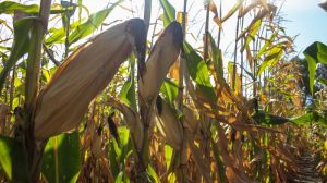 Українські аграрії не планують збільшувати площі під посівом кукурудзи