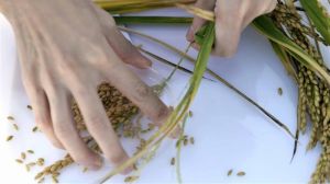 У Китаї зібрали врожай унікального солестійкого рису
